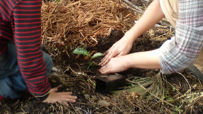 583036-planting-seeds