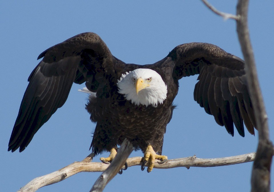 bald-eagle-936690_960_720